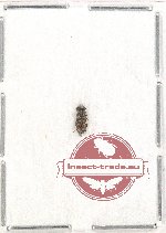 Cleridae sp. 34