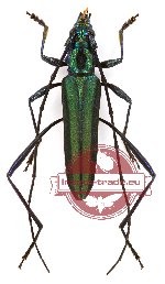 Callichromatini sp. 10