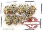 Scientific lot no. 990 Heteroptera (9 pcs)