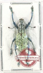 Celebesia sp. 2