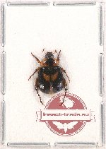 Anomala bilunata (5 pcs)