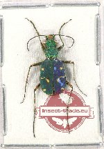 Cicindela campestris suffriani