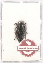 Melanophila picta decastigma