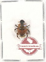 Onthophagus sp. 23