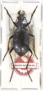 Calosoma (Carabosoma) angulatum