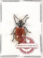 Lilioceris sp. 8 (A2)