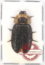 Lampyridae sp. 6