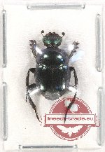 Onthophagus sp. 21