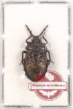 Pentatomidae sp. 46