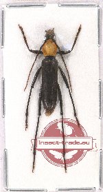 Demonax emendatus Viktora, 2019