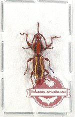 Brenthidae sp. 20 (A2)