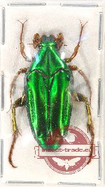 Chalcothea neglecta malesiana