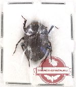 Tenebrionidae sp. 79B