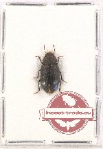 Tenebrionidae sp. 104