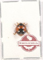 Coccinelidae sp. 5