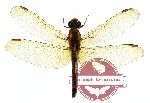 Libellulidae sp. 1 (SPREAD)
