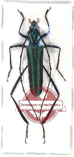 Callichromatini sp. 17