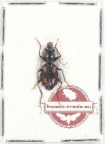 Pericalus sp. 3 (5 pcs)