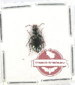 Catascopus sp. 19