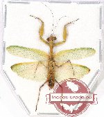 Mantidae sp. 23
