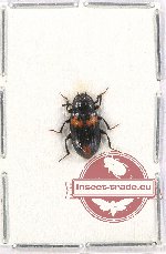 Tenebrionidae sp. 99