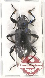 Tenebrionidae sp. 103