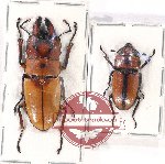 Prosopocoilus occipitalis ssp.