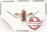 Hymenoptera sp. 123