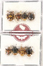 Scientific lot no. 977 Heteroptera (8 pcs)