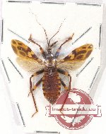 Reduviidae sp. 25