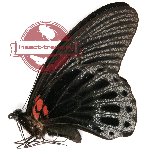 Papilio memnon ssp. anceus (5 pairs)