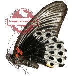 Papilio memnon ssp. anceus (tale)