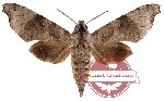 Acosmeryx miskinoides (A2B)