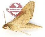 Terethra tryoni (A-)