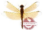 Neurothemis sp. 5 (SPREAD)