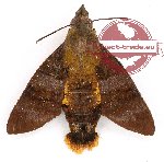 Macroglossum corytus xanthus