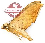 Ambulyx wildei