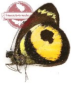 Delias albertisi albertisi (A-)