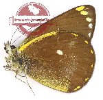 Delias stressemanni (A-)