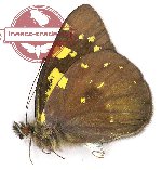 Delias microsticha flavopicta