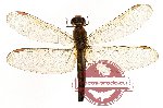 Odonata sp. 23 Neurothemis ? (SPREAD)