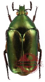 Agestrata punctatostriata