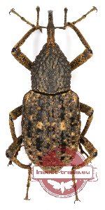 Curculionidae sp. 62A (5 pcs)