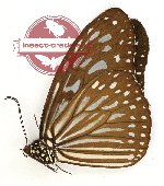 Ideopsis vulgaris interposita