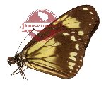 Ideopsis klassika