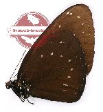 Euploea phaenareta defigurata