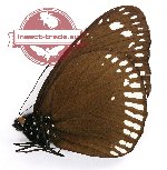 Euploea martinii astrana