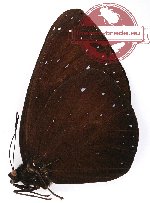 Euploea phaenareta hollandi (A-)