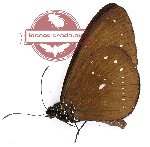 Euploea algea corvina (A-)