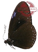 Euploea configurata (A-)